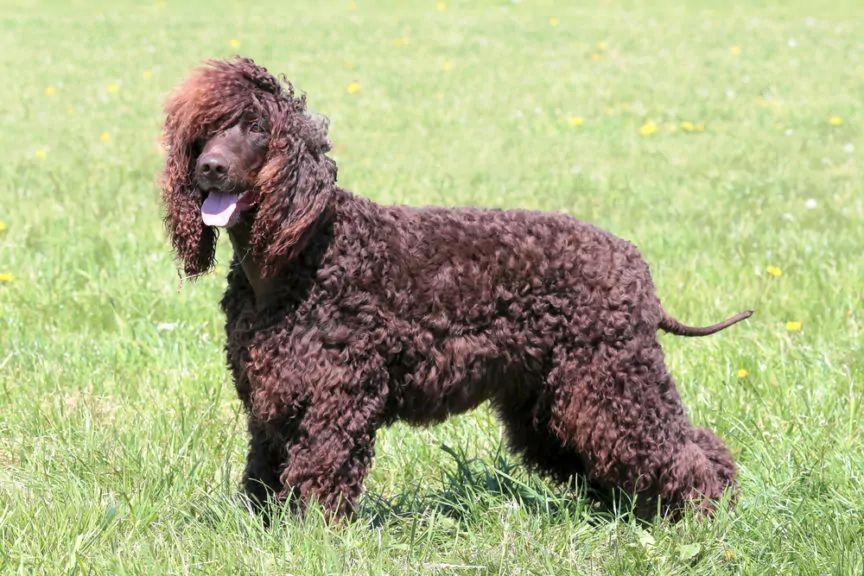 Irlandzki spaniel dowodny stojący na trawie