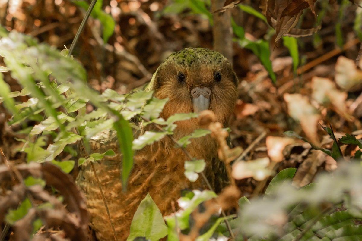 kakapo