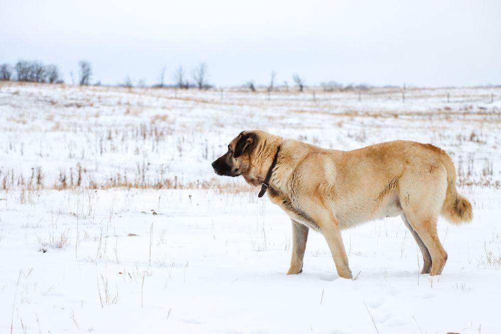 kangal pies turecki owczarek