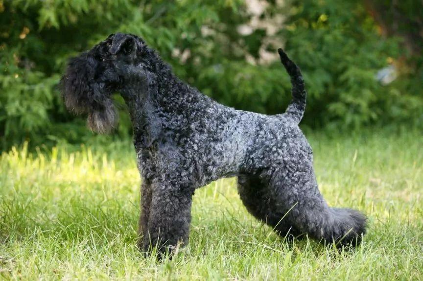 Stojący kerry blue terrier