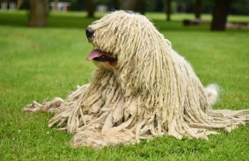 Komondor leżący na trawie