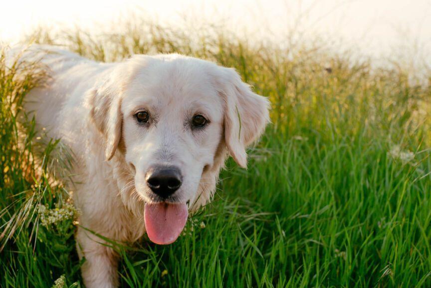 labrador w trawie, rasy psów z filmów animowanych