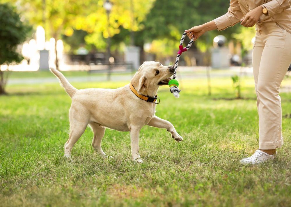 labrador golden retriever.