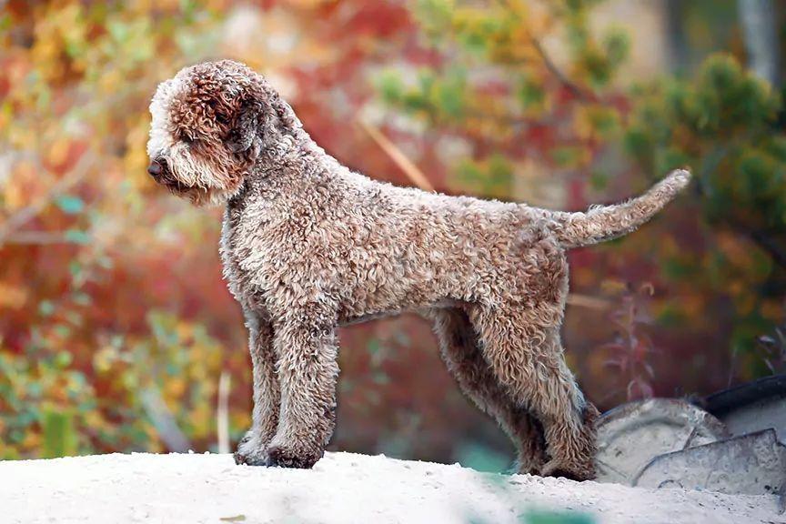 lagotto romagnolo