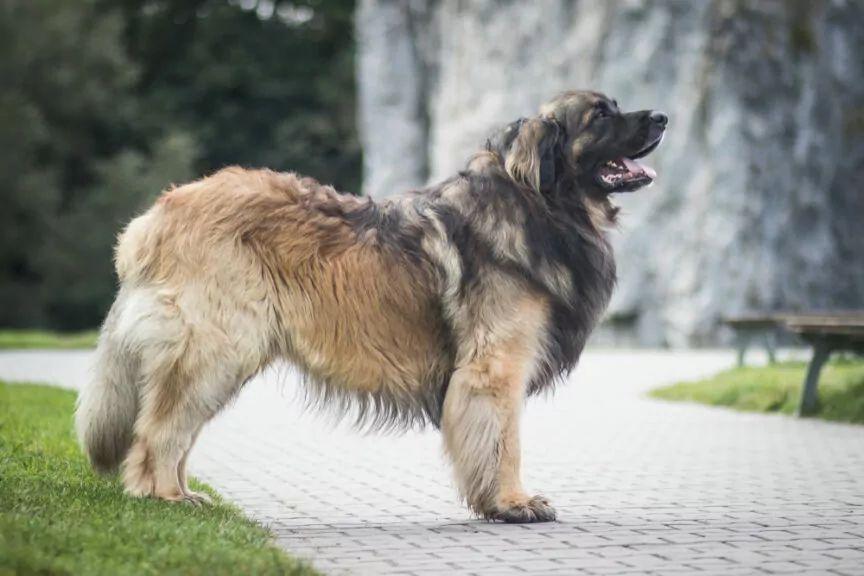 leonberger