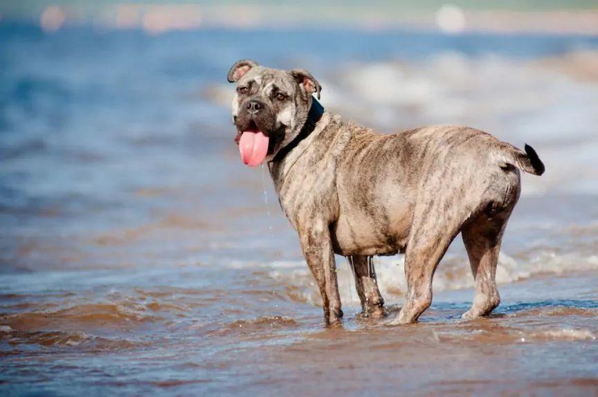 Dog z Majorki stojący w morzu przy brzegu