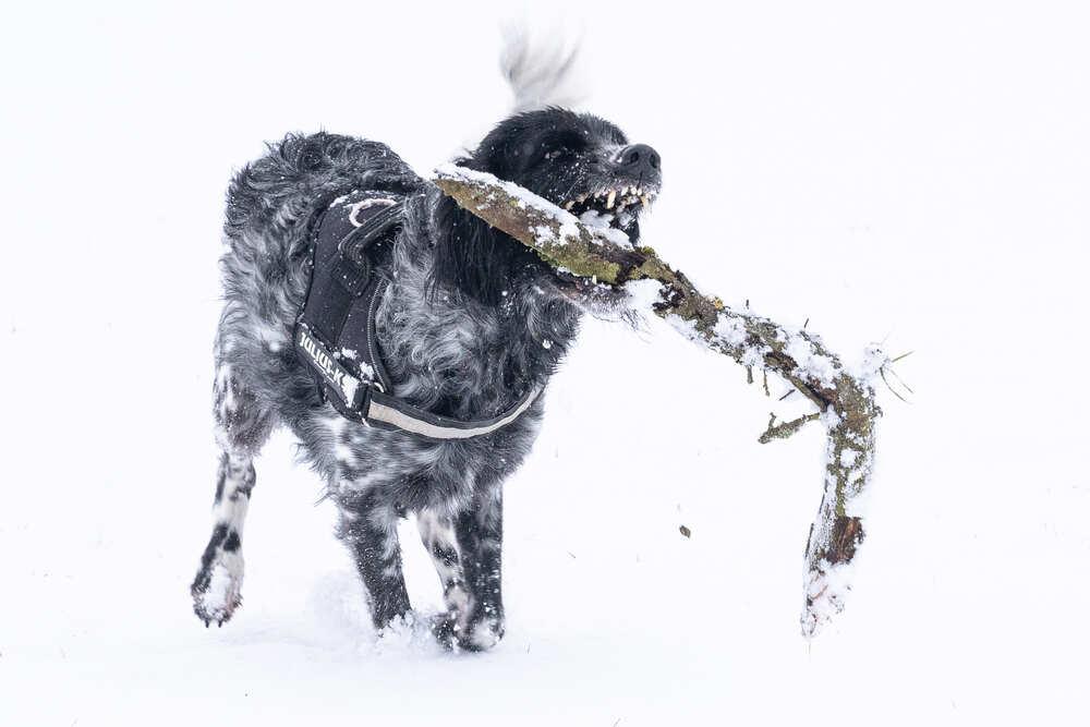 münsterländer rasa.jpg