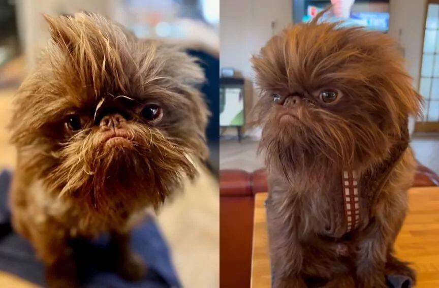 pies jak chewbacca