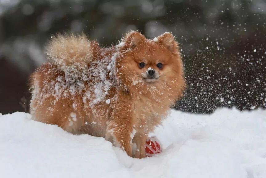 pomeranian na śniegu