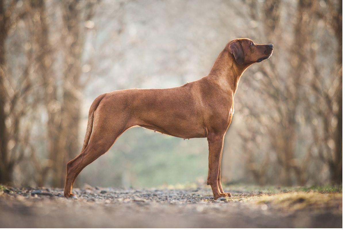 rhodesian ridgeback