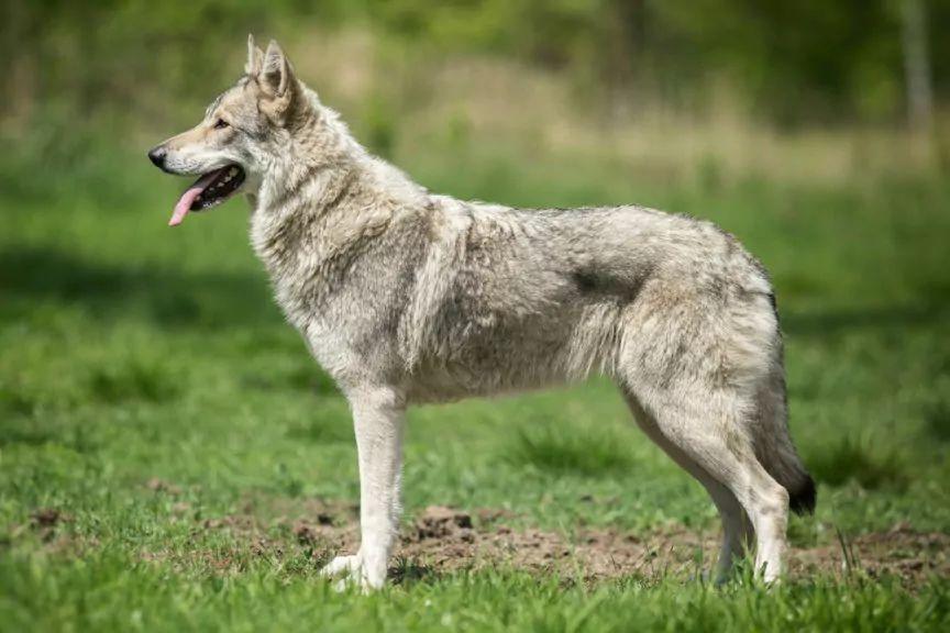 Saarlooswolfhond w postawie wystawowej