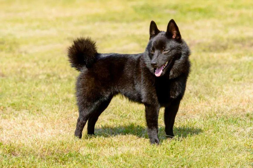 Schipperke stojący na trawie