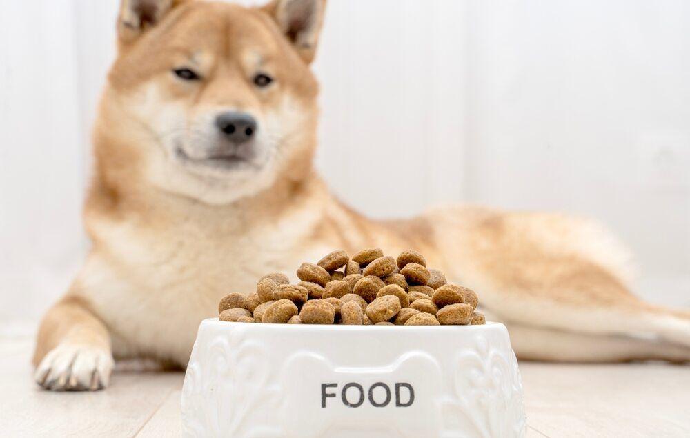 shiba żywienie (1).jpg