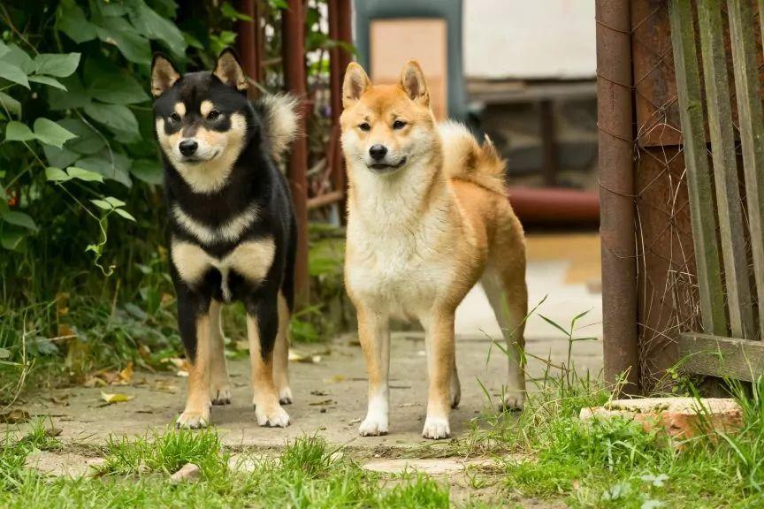 shiba inu