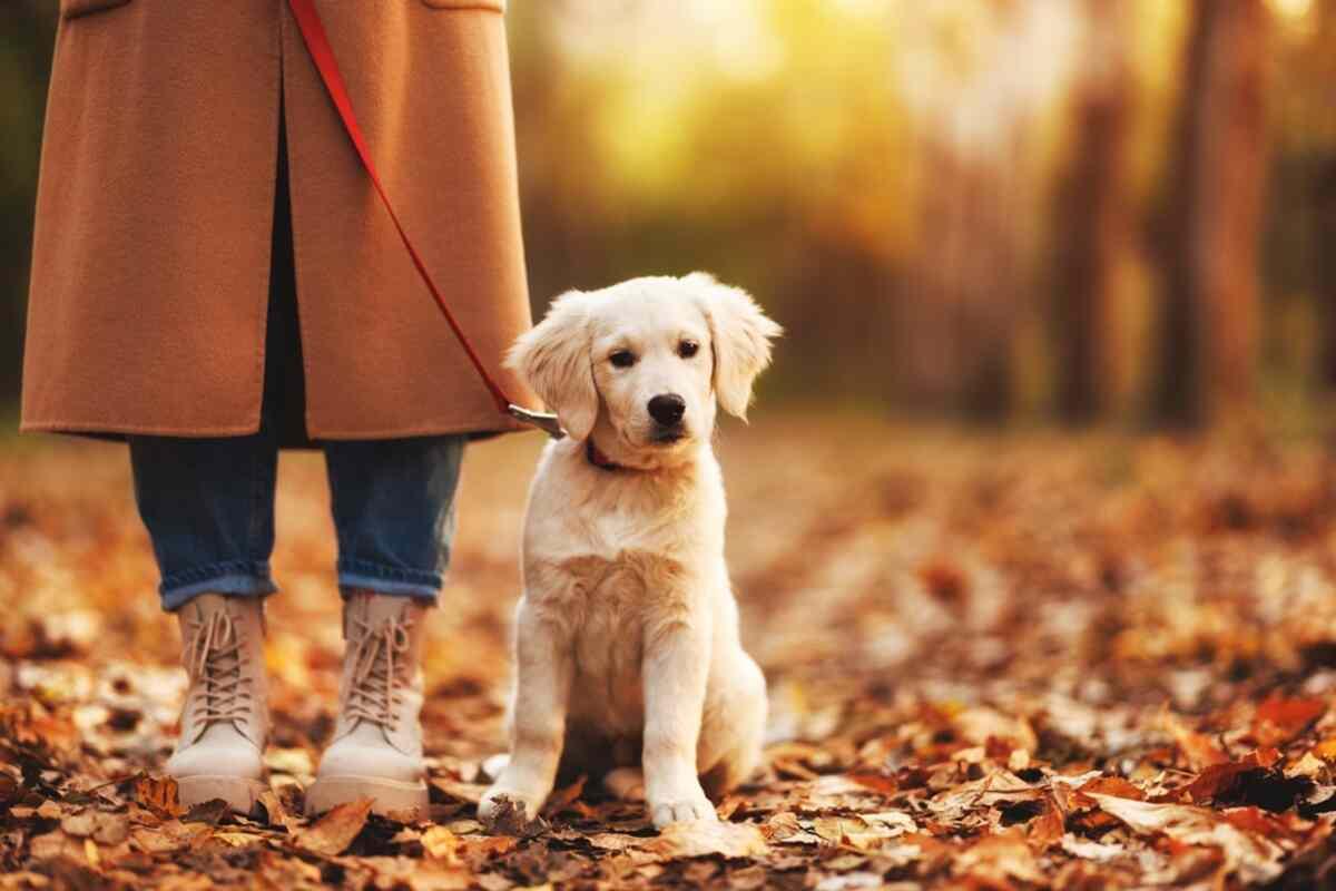 dlaczego pies mnie nie słucha na spacerze