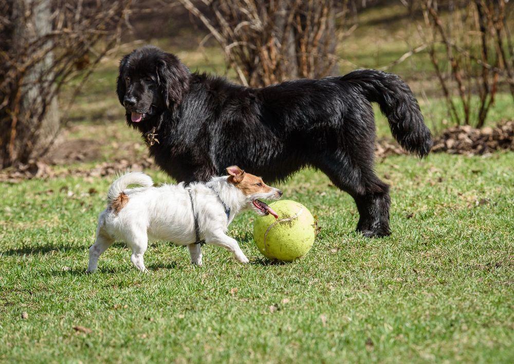 Nowofunland i jack russel terier bawią się piłką