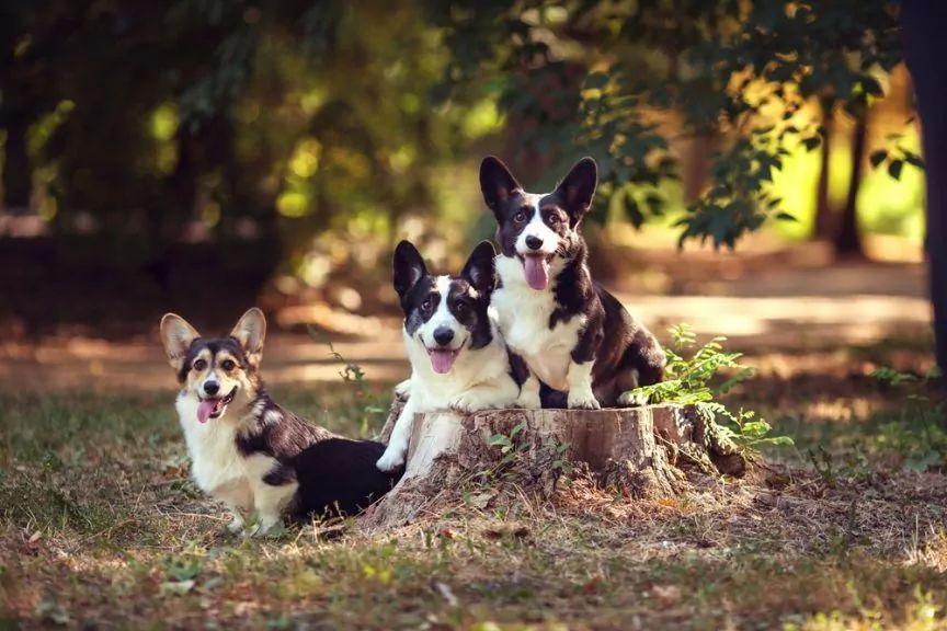 Welsh corgi cardigan