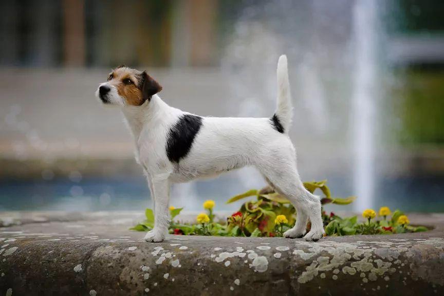 parson russell terrier