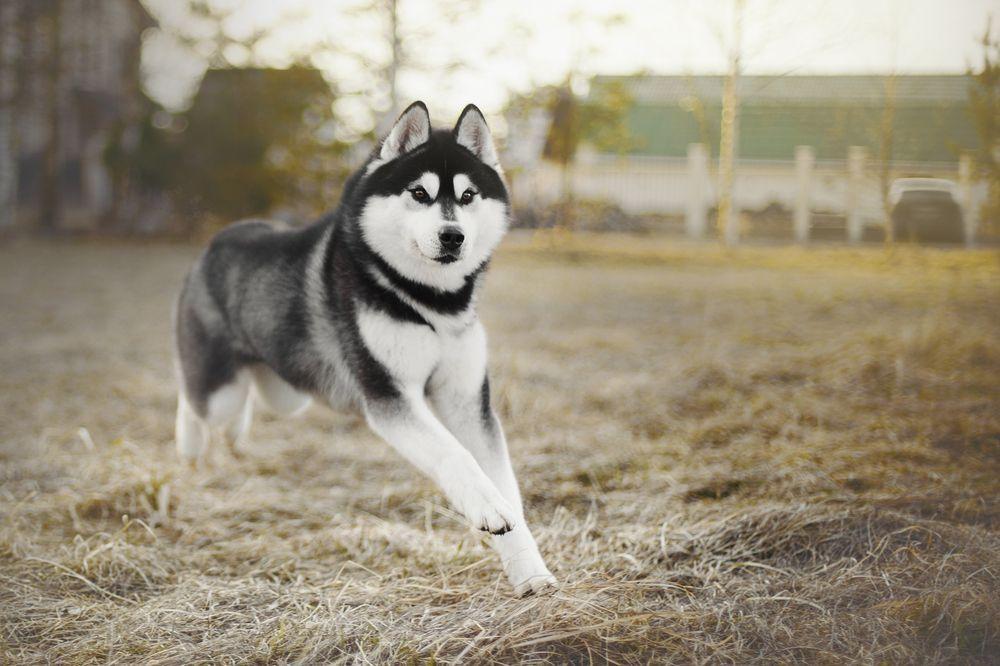 husky