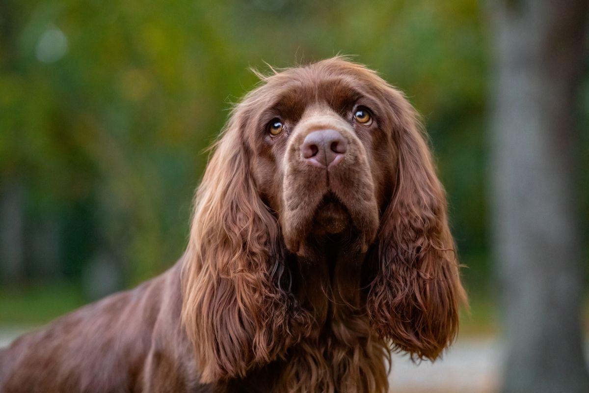 spaniel jaki