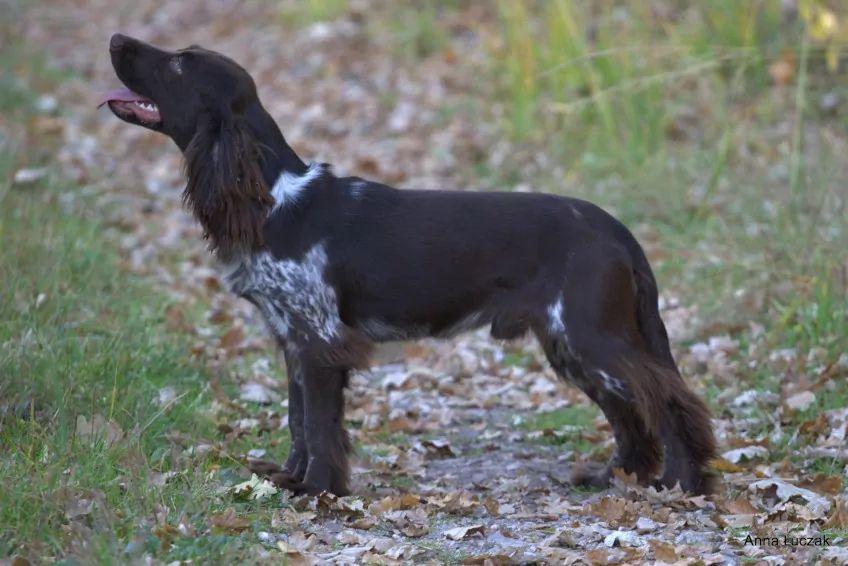 Polski spaniel myśliwski w postawie wystawowej