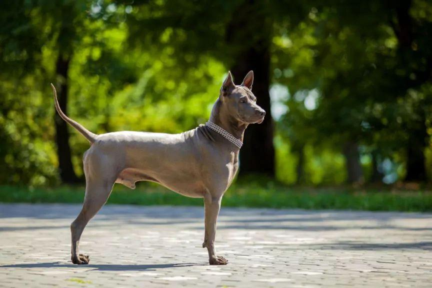 Tajski ridgeback w pozycji wystawowej w plenerze