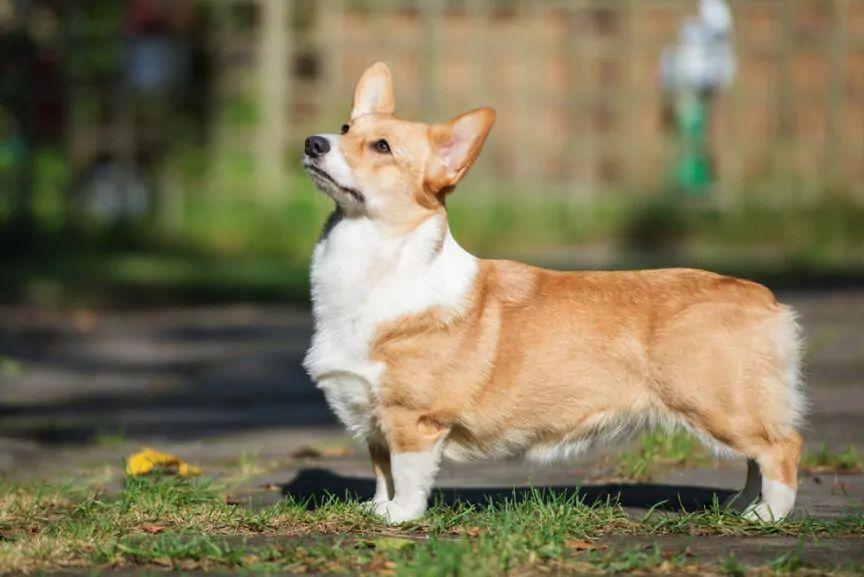 welsh corgi pembroke