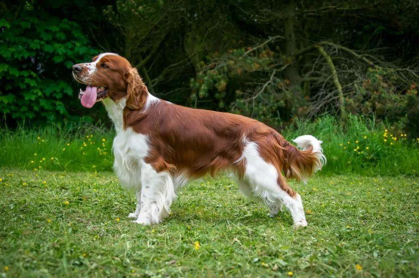 Stojący springer spaniel walijski