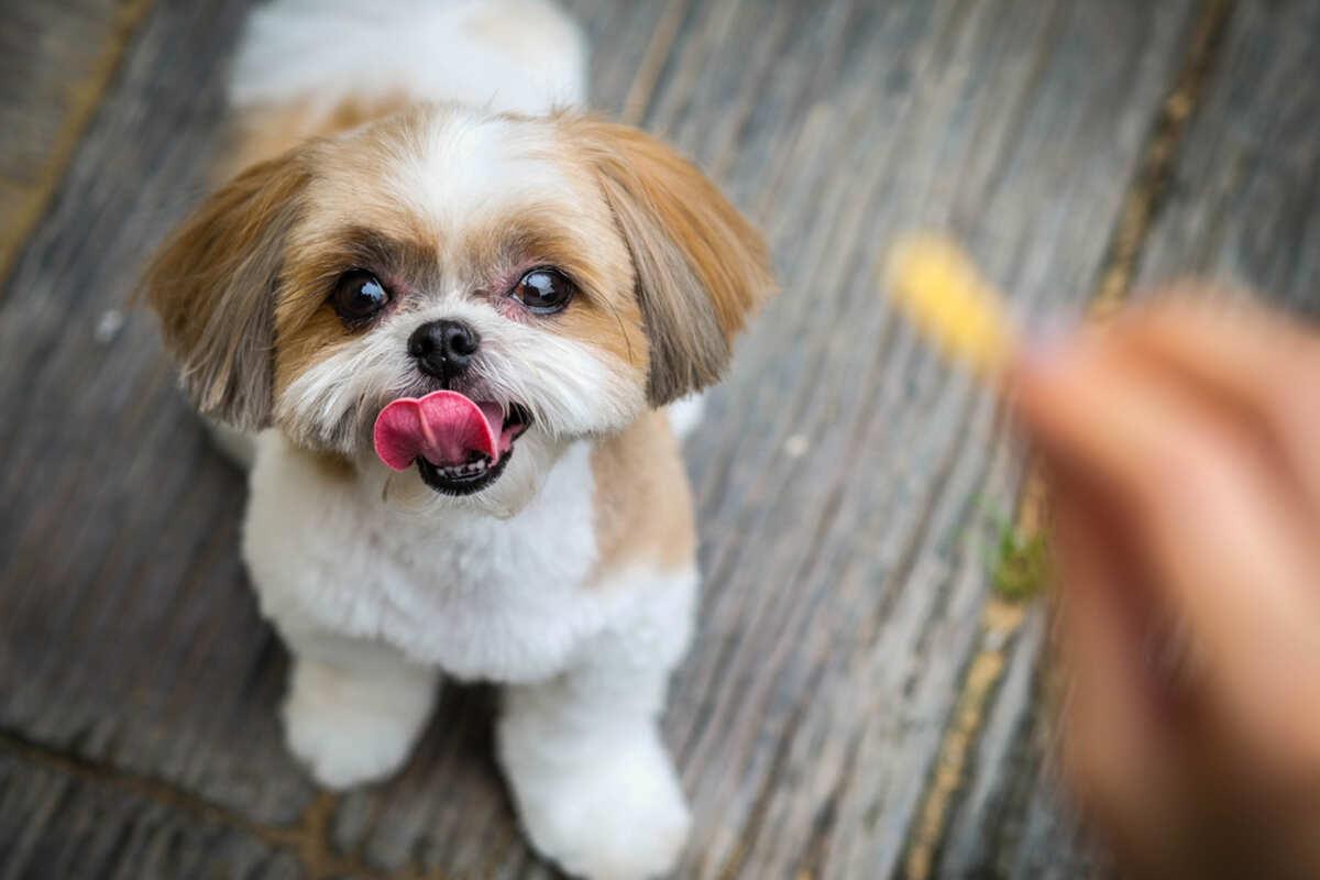 głodny pies patrzący na jedzenie