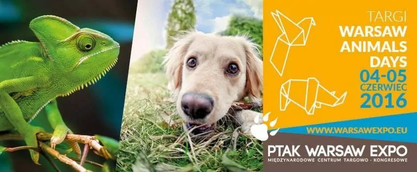 animals days plakat