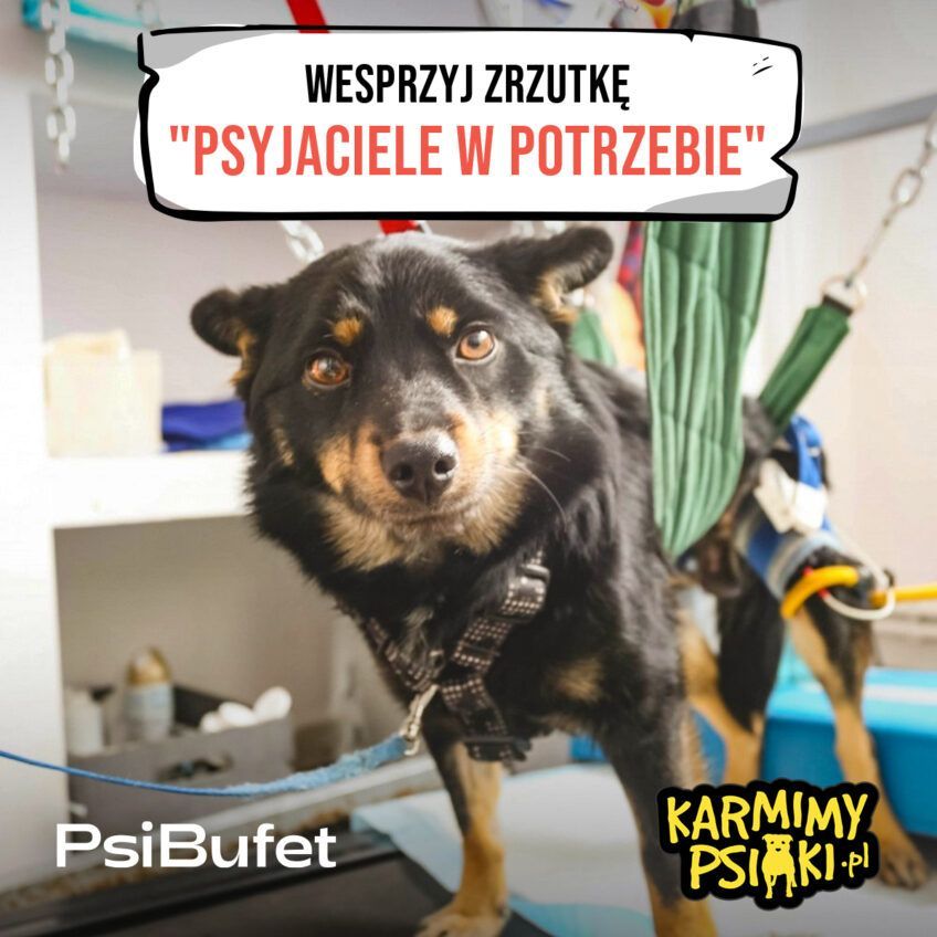 Psyjaciele w potrzebie