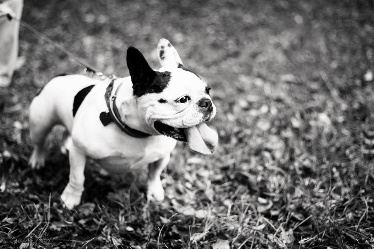 buldog