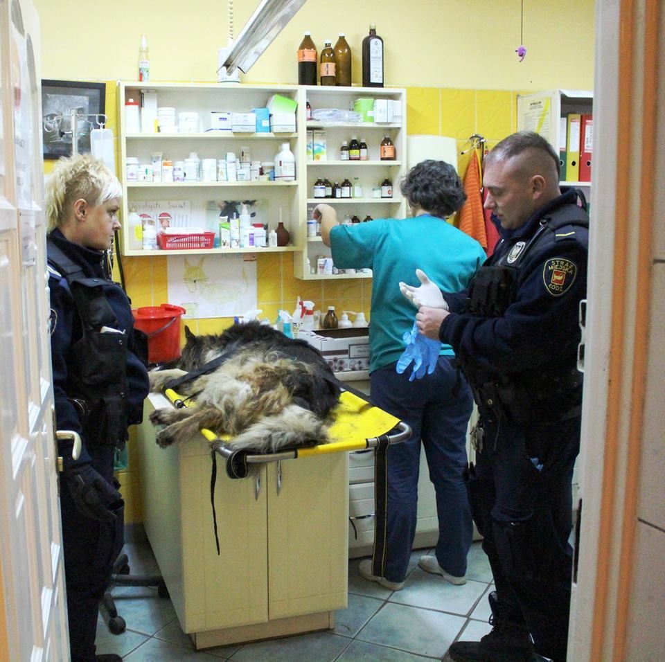 Suczka u weterynarza