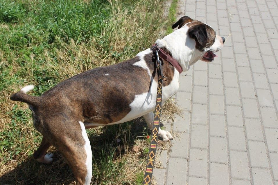 Pies zaraz po adopcji