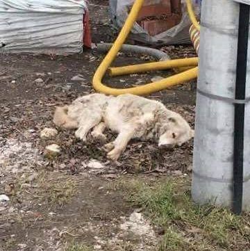 Maks na łańcuchu przy budzie