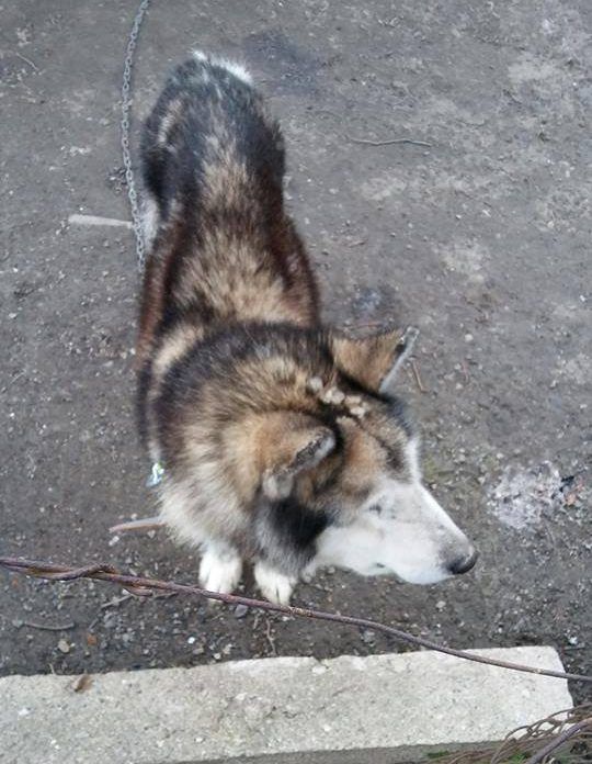Wygłodzony husky