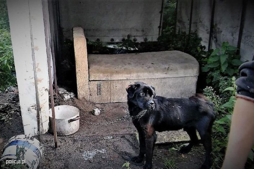 Piesek pod plandeką i na łańcuchu