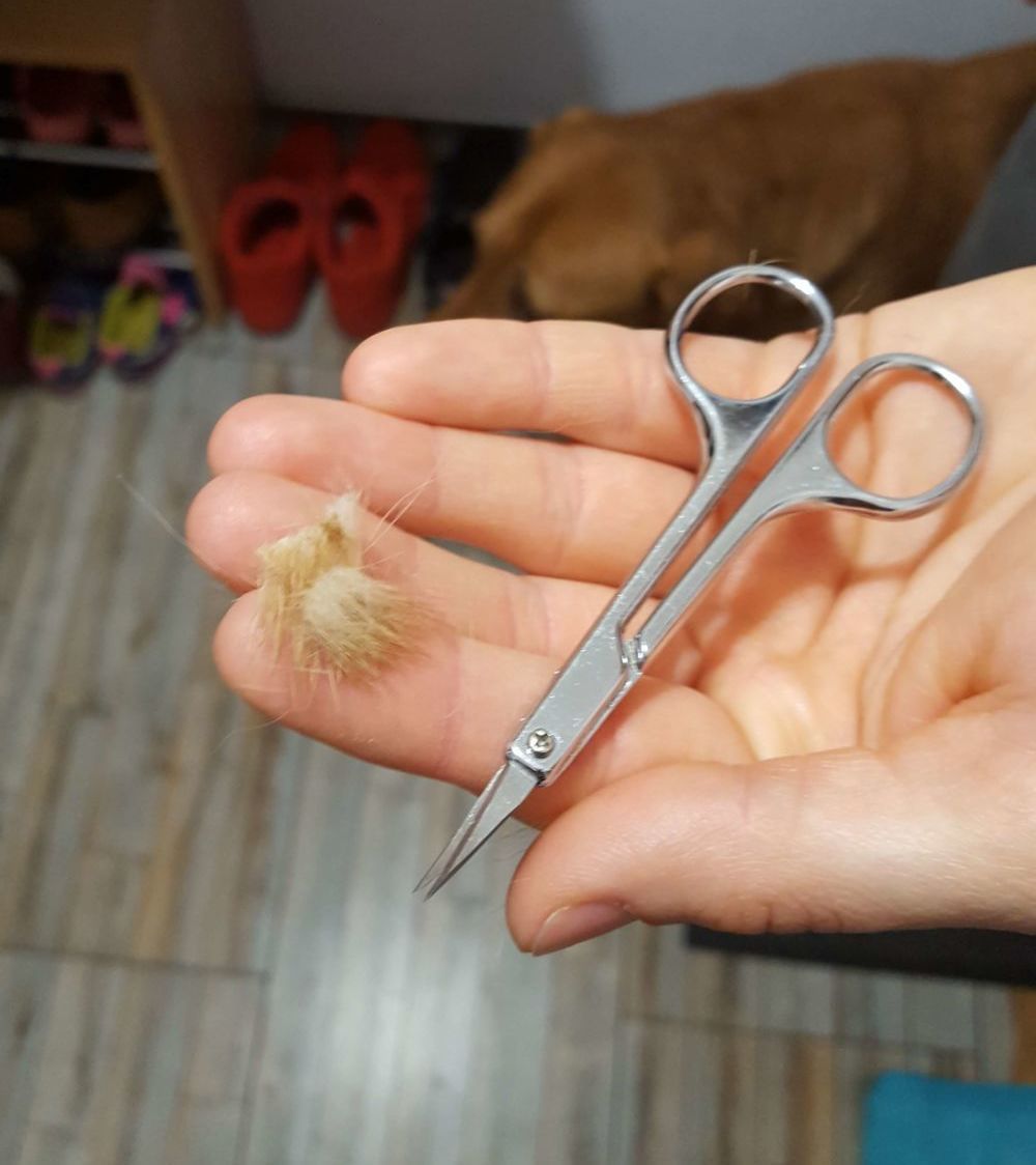 wycinanie sierści