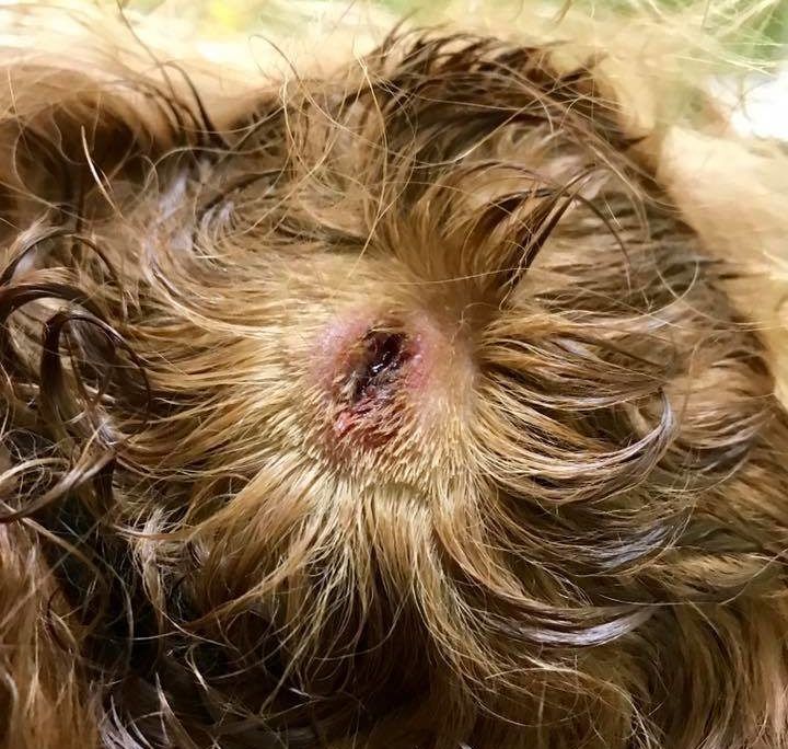 Cocker spaniel
