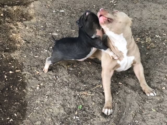 Świnka i pitbul