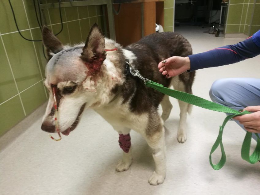 Husky pobita