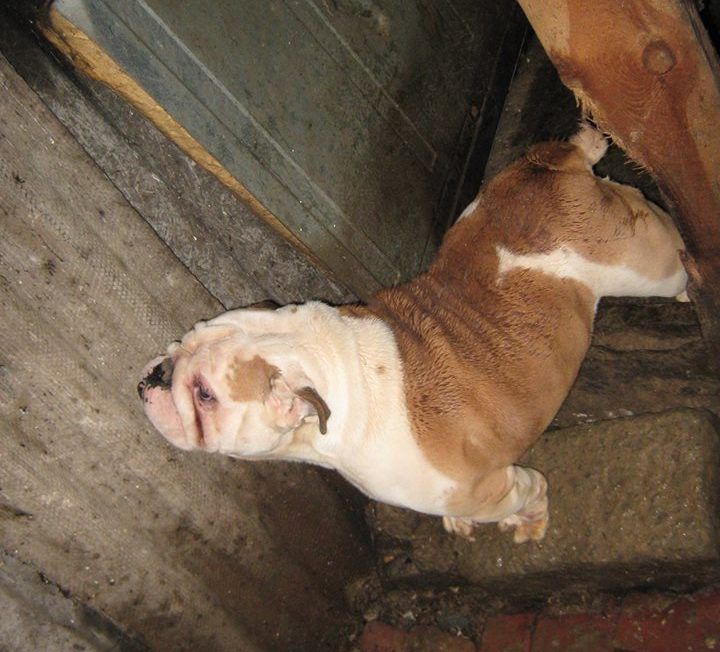 Buldog w pseudohodowli