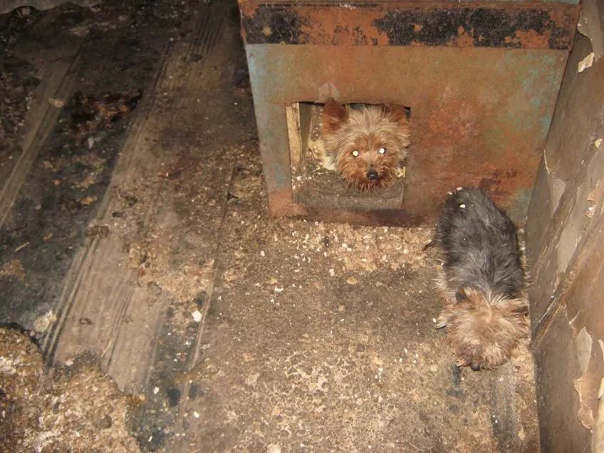 Yorki