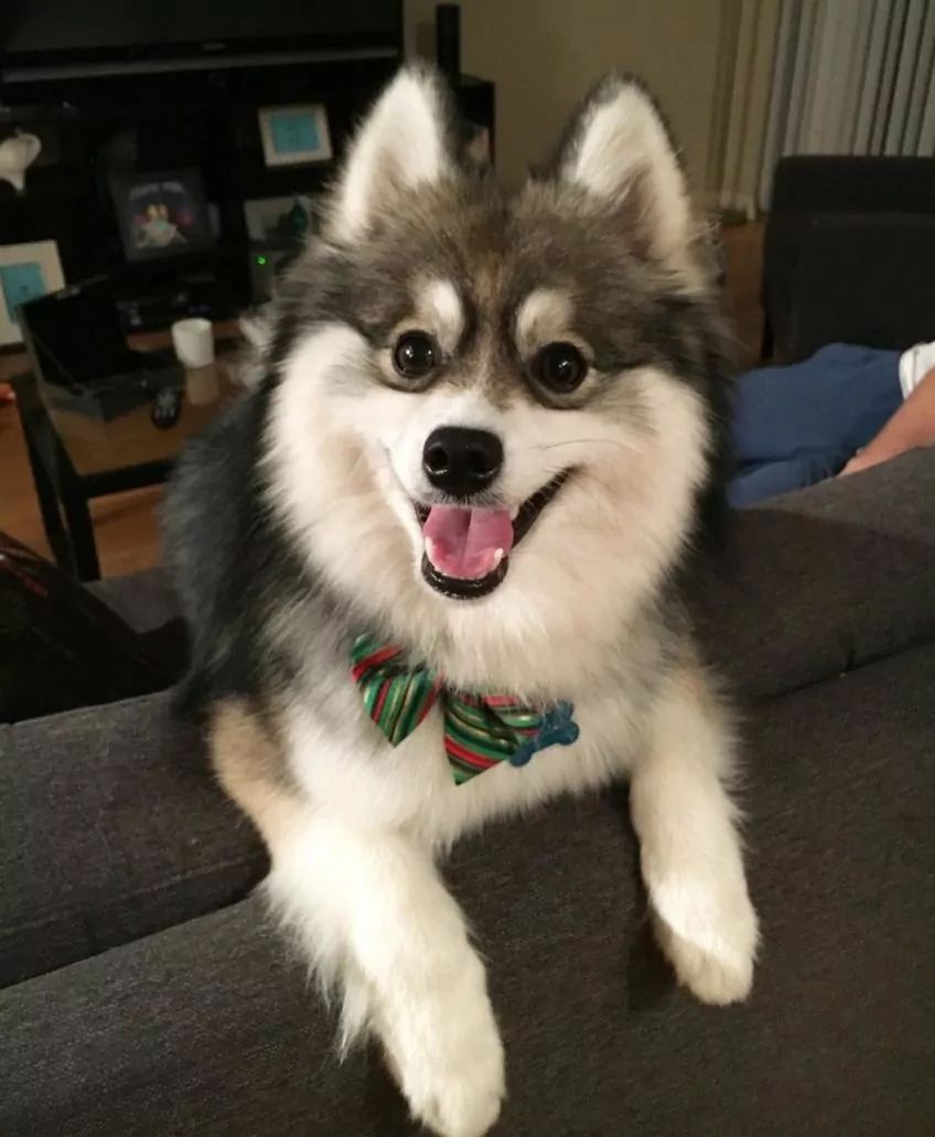 Pomsky Norman
