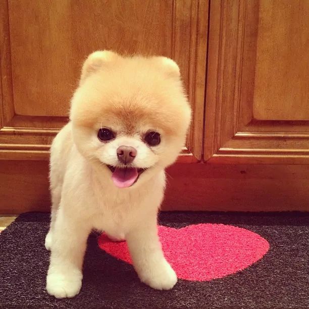 Boo