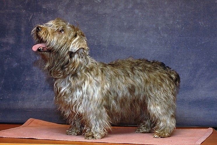 irish glen of imaal terrier