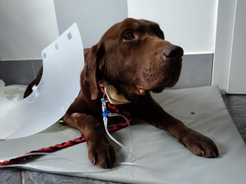 Pobity labrador