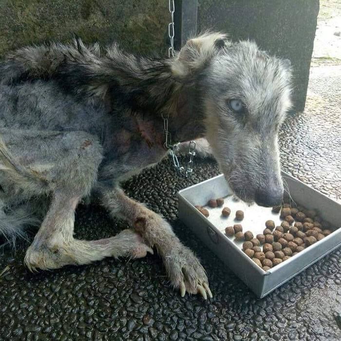 Hope husky szkielet