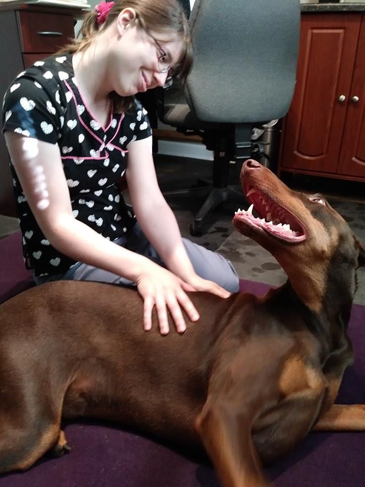 Doberman leży