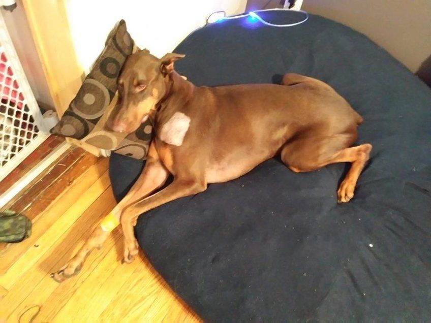 Doberman po zabiegu